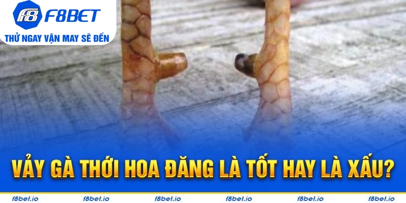 Chiến kê có vảy gà thới hoa đăng là tốt hay là xấu?
