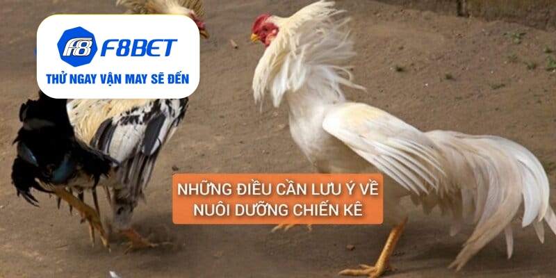 Các lưu ý về việc nuôi dưỡng