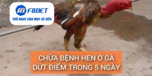 Chữa Bệnh Hen Ở Gà