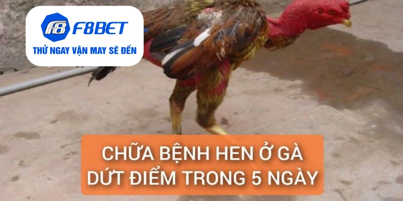 Chữa Bệnh Hen Ở Gà