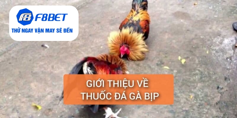 Giới thiệu về thuốc đá gà bịp