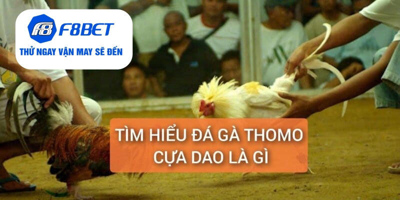 Tìm hiểu đá gà Thomo cựa dao là gì?