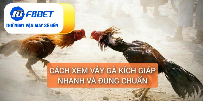 Cách xem vảy gà kích giáp nhanh và chuẩn