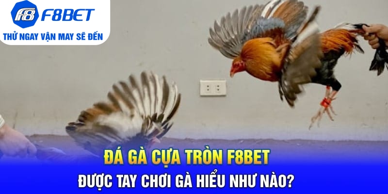Đá Gà Cựa Tròn F8BET Được Tay Chơi Gà Hiểu Như Nào?