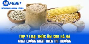 top 7 loại thức ăn cho gà đá