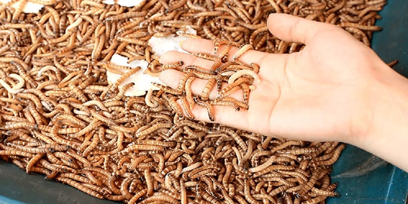 Sâu Superworm và dế bổ sung năng lượng tức thì